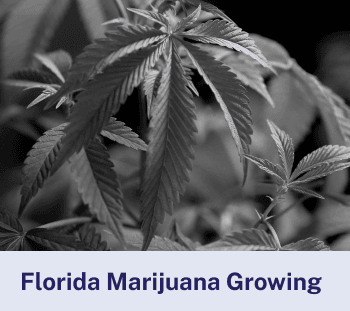 Florida Marijuana Growing