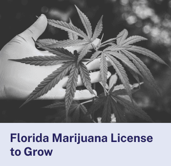 Florida Marijuana License to Grow