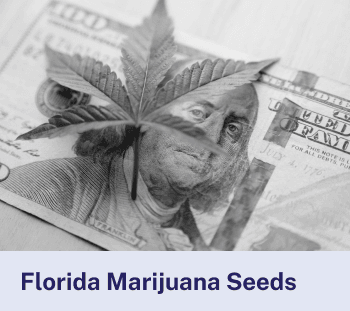 Florida Marijuana Seeds