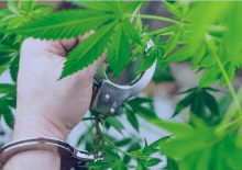 How Many Marijuana Arrests in Florida.png